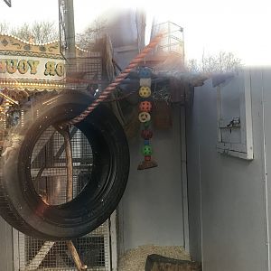 Common marmoset indoors