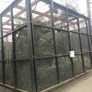 Spectacled owl enclosure