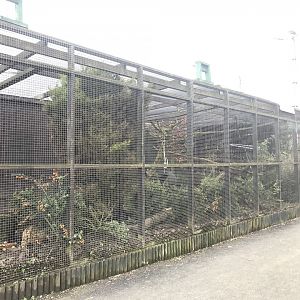 Ring tailed coati enclosure