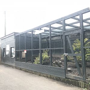 Corsac fox enclosure