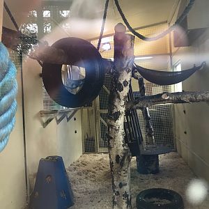 Vervet monkey indoors