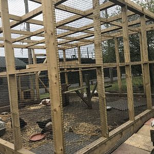 Chicken enclosure