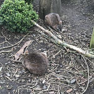 Parma wallabies