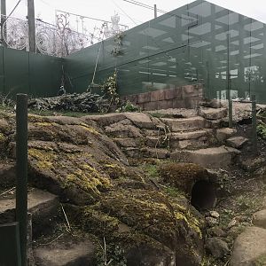 Eurasian badger enclosure