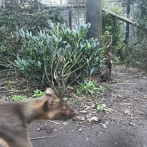 Fossa on the move