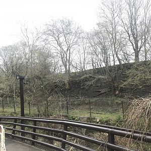 Roe deer enclosure