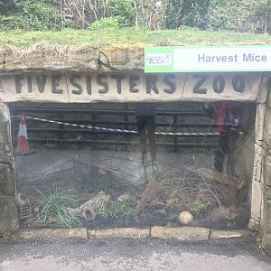 Harvest mouse enclosure