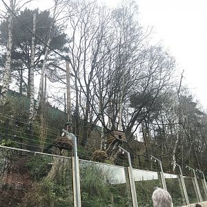 Red panda enclosure