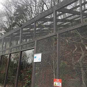 Harris hawk enclosure
