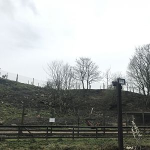 Barbary sheep enclosure (2)