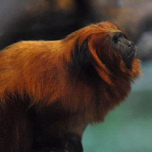 Golden Lion Tamarin - Bristol Zoo 2022