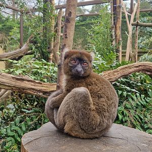 Greater Bamboo Lemur