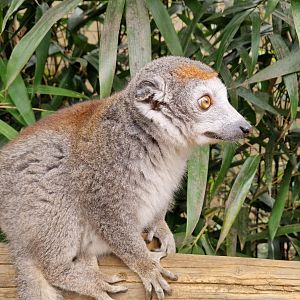 Crowned Lemur