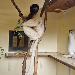 Crowned Sifaka