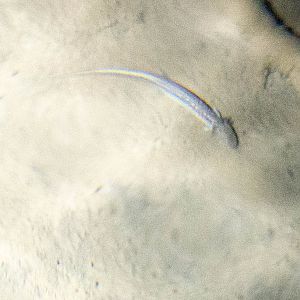 Cascade Caverns Salamander- Eurycea latitans