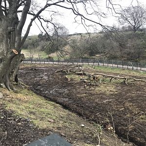 Future cheetah main enclosure
