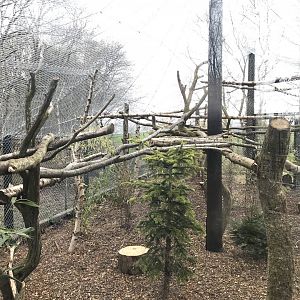 Clouded leopard enclosure (2)