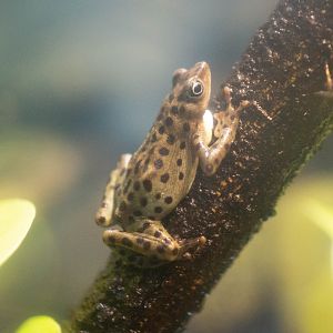 Rio Pescado Stubfoot Toad- Atelopus balios