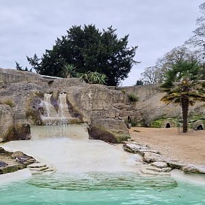 Walled Garden,  Humboldt Penguin exhibit
