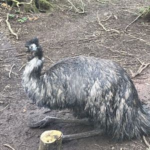 Emu