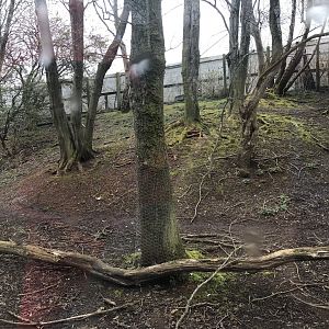 Emu and capybara enclosure