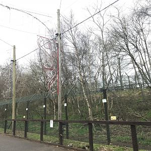 Arctic wolf enclosure