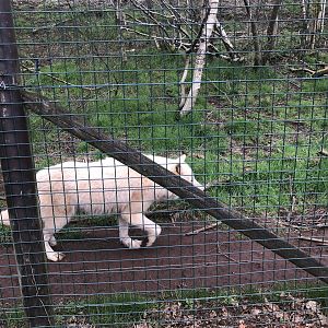 Arctic wolf on the move
