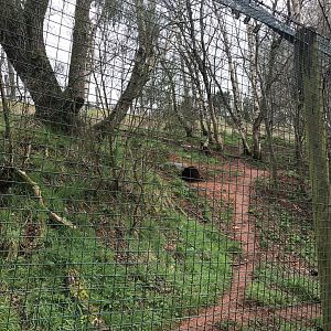 Arctic wolf enclosure (2)