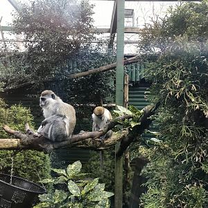 Vervet monkeys