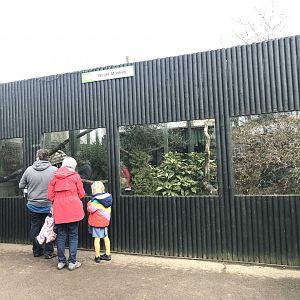 Vervet monkey enclosure