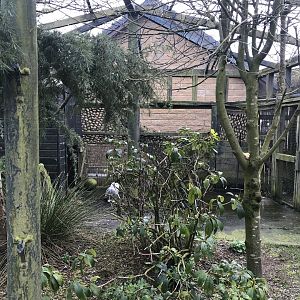Snowy owl enclosure