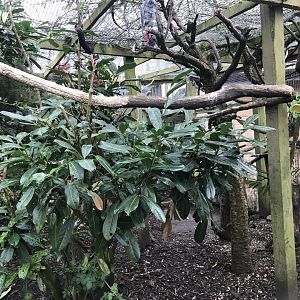 African grey parrot enclosure