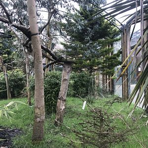 White faced saki and Red bellied tamarin enclosure
