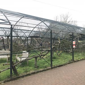 Ring tailed lemur enclosure (2)