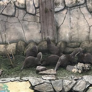 Asian short clawed otters