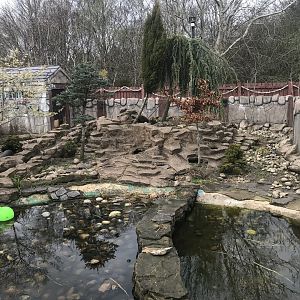Asian short clawed otter enclosure
