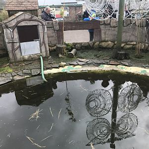 Asian short clawed otter enclosure (2)