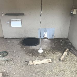 Meerkat and spurred tortoise indoors