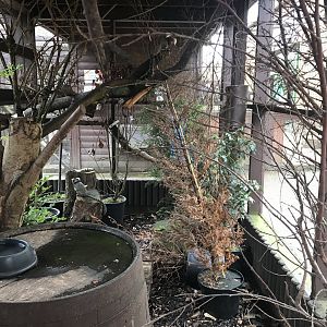 Common marmoset enclosure (2)