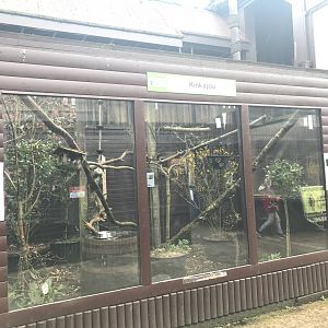 Kingkajou enclosure
