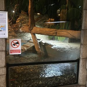 American alligator enclosure