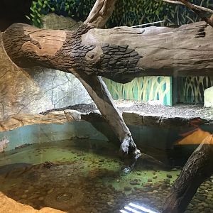 Dwarf crocodile enclosure