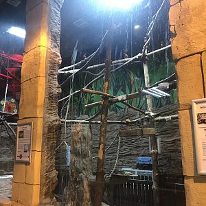 Tortoise and rainbow lorikeet enclosure