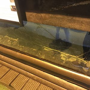 Giant stick insect enclosure