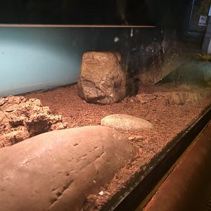 Desert gecko enclosure