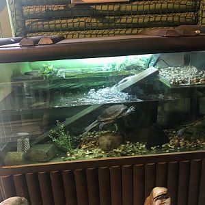 Terrapin enclosure