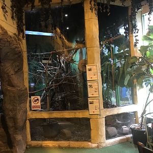 3 banded armadillo, emperor tamarin and pygmy marmoset enclosure