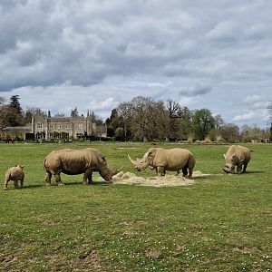 Rhinos On The Lawn