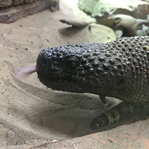 Mexican bearded lizard