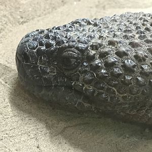 Mexican bearded lizard